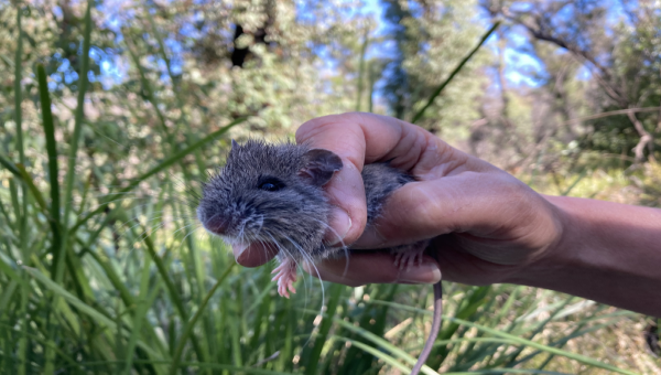 A close up of a river mouse in a hand grasp