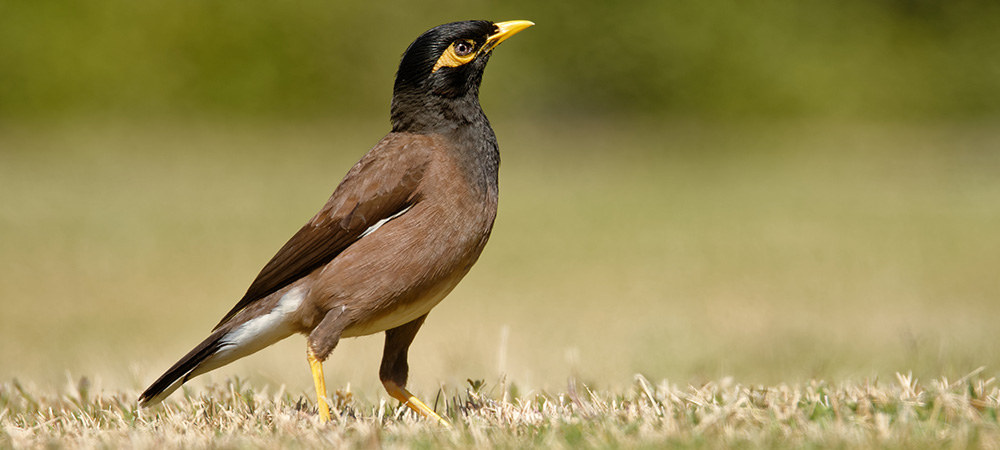 A close up of an Indian myna standing in a field, it has a dark brown to black head with a bright yellow patch behind the eye, and a yellow bill, legs and feet.