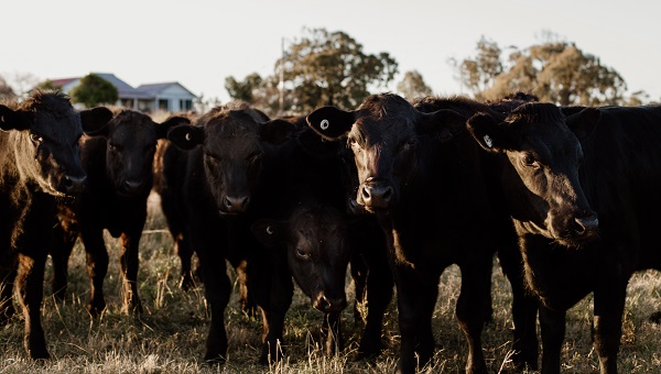 A group of black Angus cattle stand in a row.