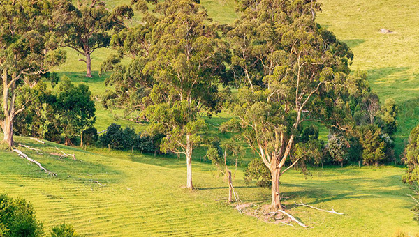 An aerial view of large trees in a green paddock