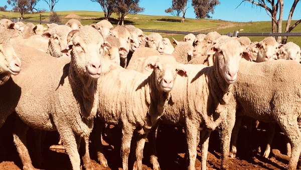 a mob of sheep look at the camera with green paddock behind