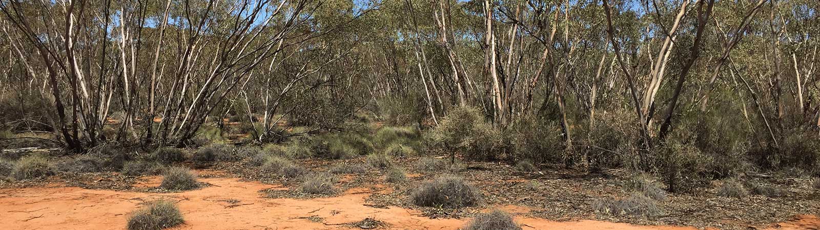 Mallee fowl bird habitat, very orange ground with some spindly trees in the background.