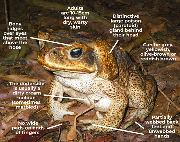 How to identify a cane toad