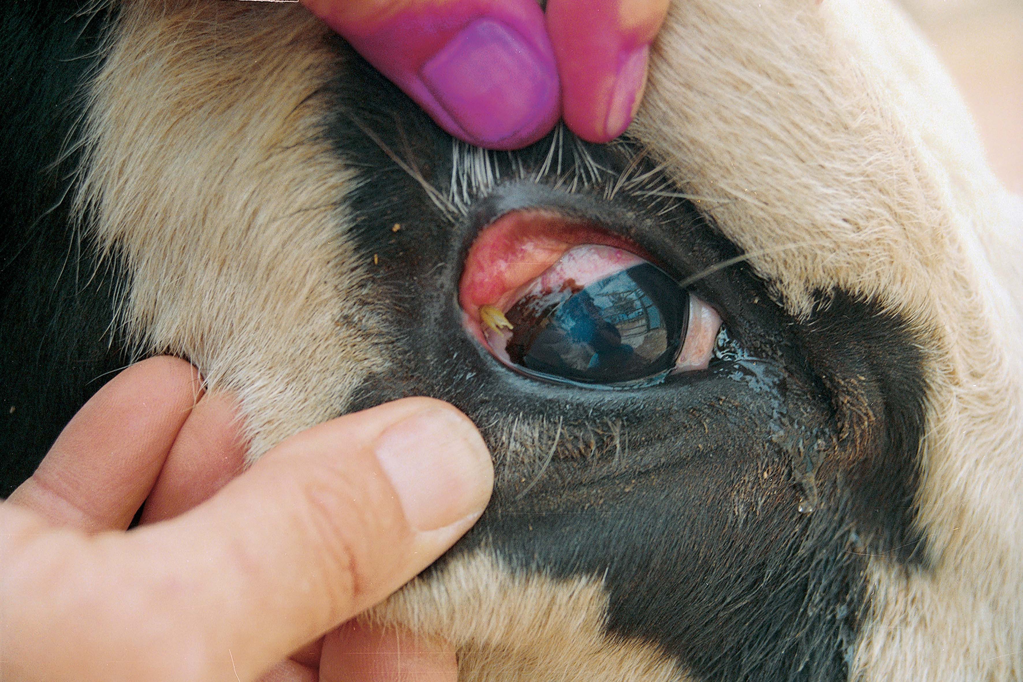 How to Care for Pink Eye in Cattle