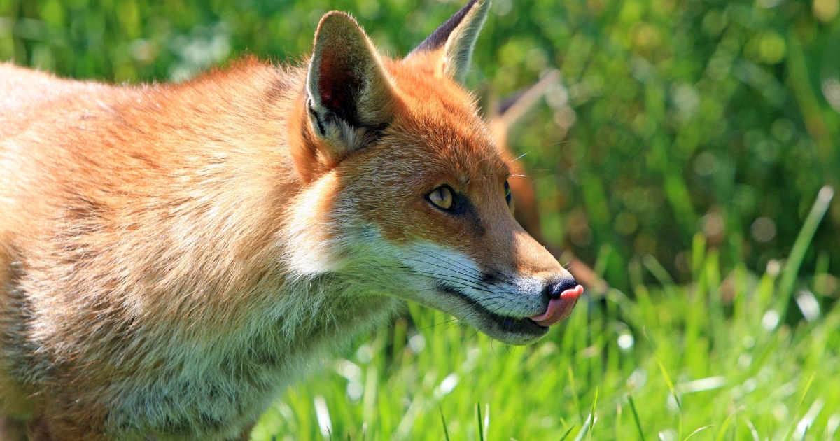 Red fox with its tongue sticking out standing in long green grass