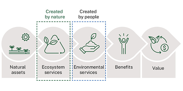 Diagram illustrating the relationship between natural assets, ecosystem services (created by nature), environmental services (created by people), benefits, and value, depicted with icons.