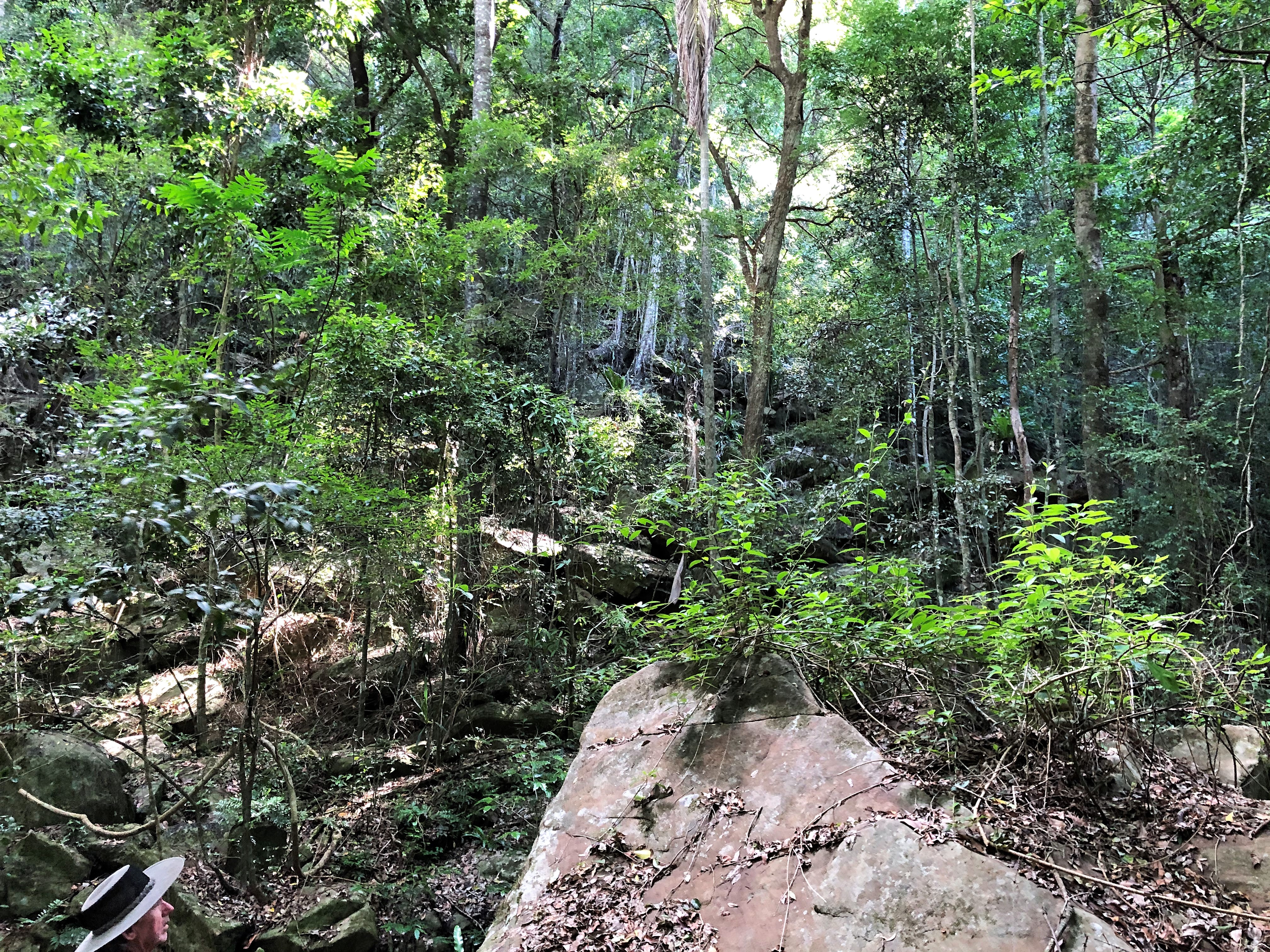 Rainforest Pillar