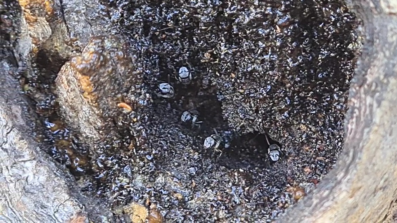 native bees in a cavity
