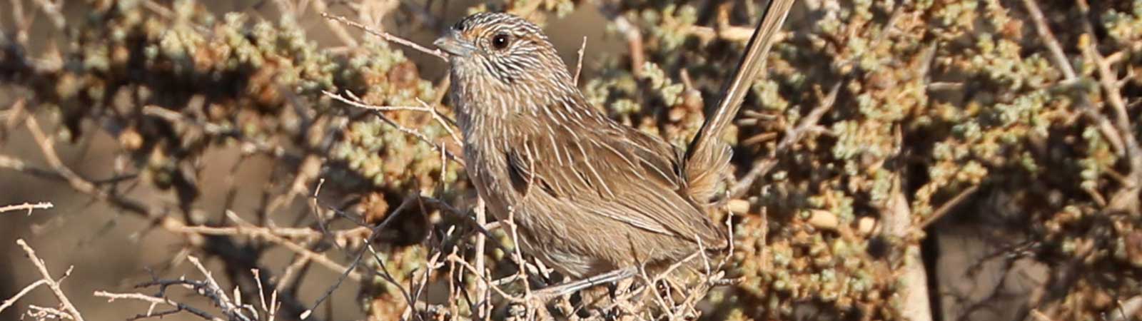 Grey range thick billed grasswren almost camoflagued in amongst the sticks of tree. Credit Tom Hunt