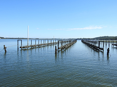 Oyster farm, fresh ocean water to the horizon line with large wooden poles coming out of the water.