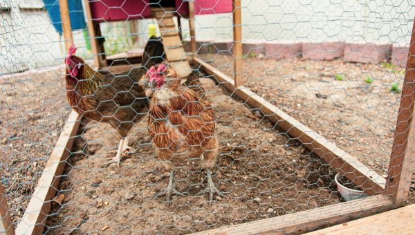 2 chickens behind chicken wire of the chicken coop