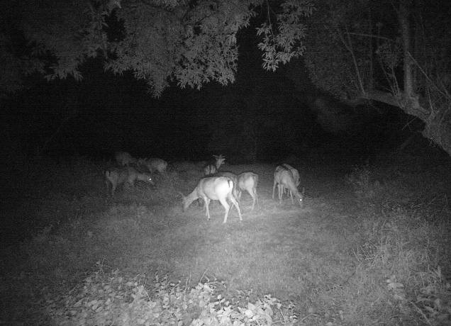 Camera trap - deer near Kiah