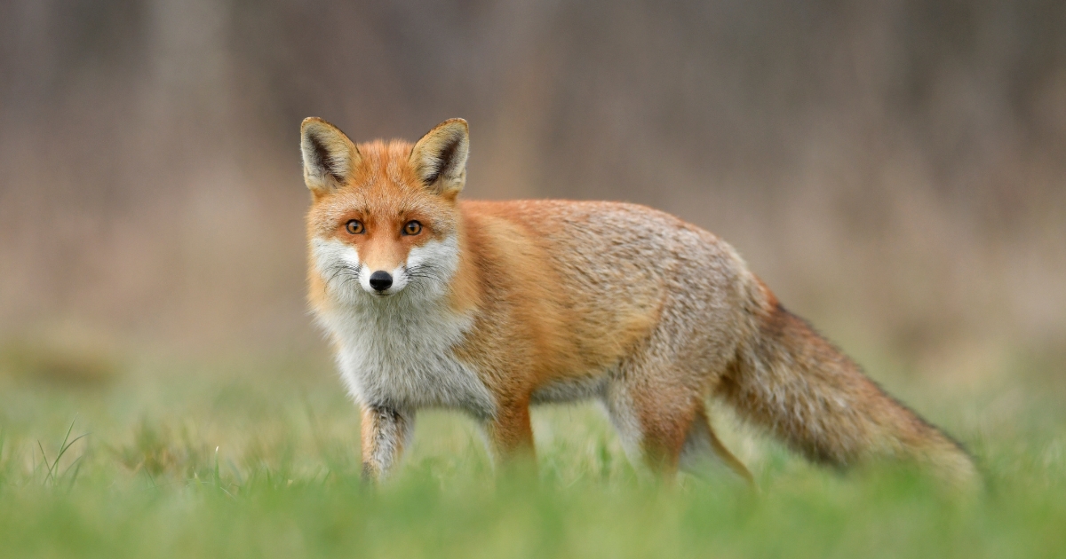 red fox with a white chest standing in short grass looking directly at the camera
