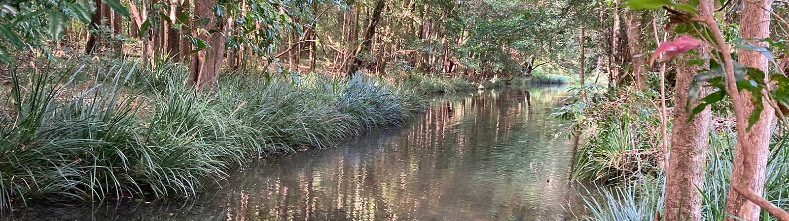 Bellinger River flowing through some reeds and grasses