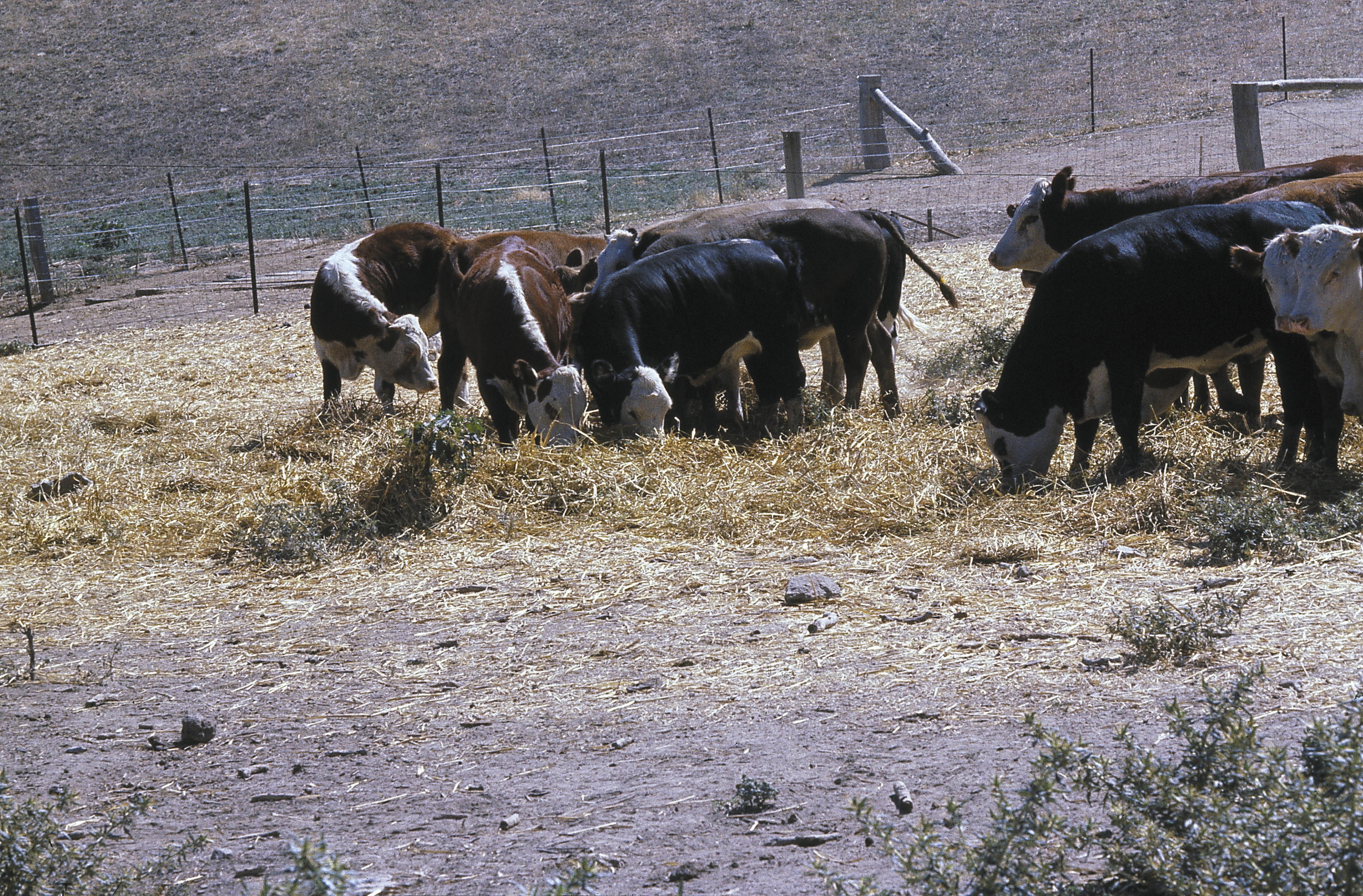Cattle feeding