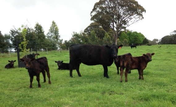 Cattle in paddock