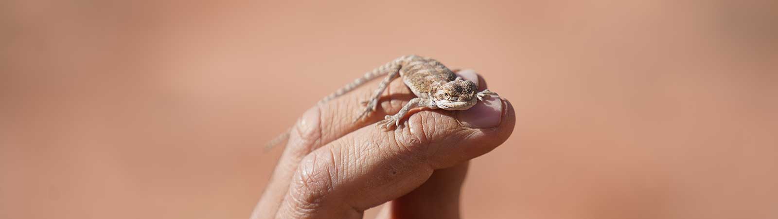 A hand holding a small lizard.