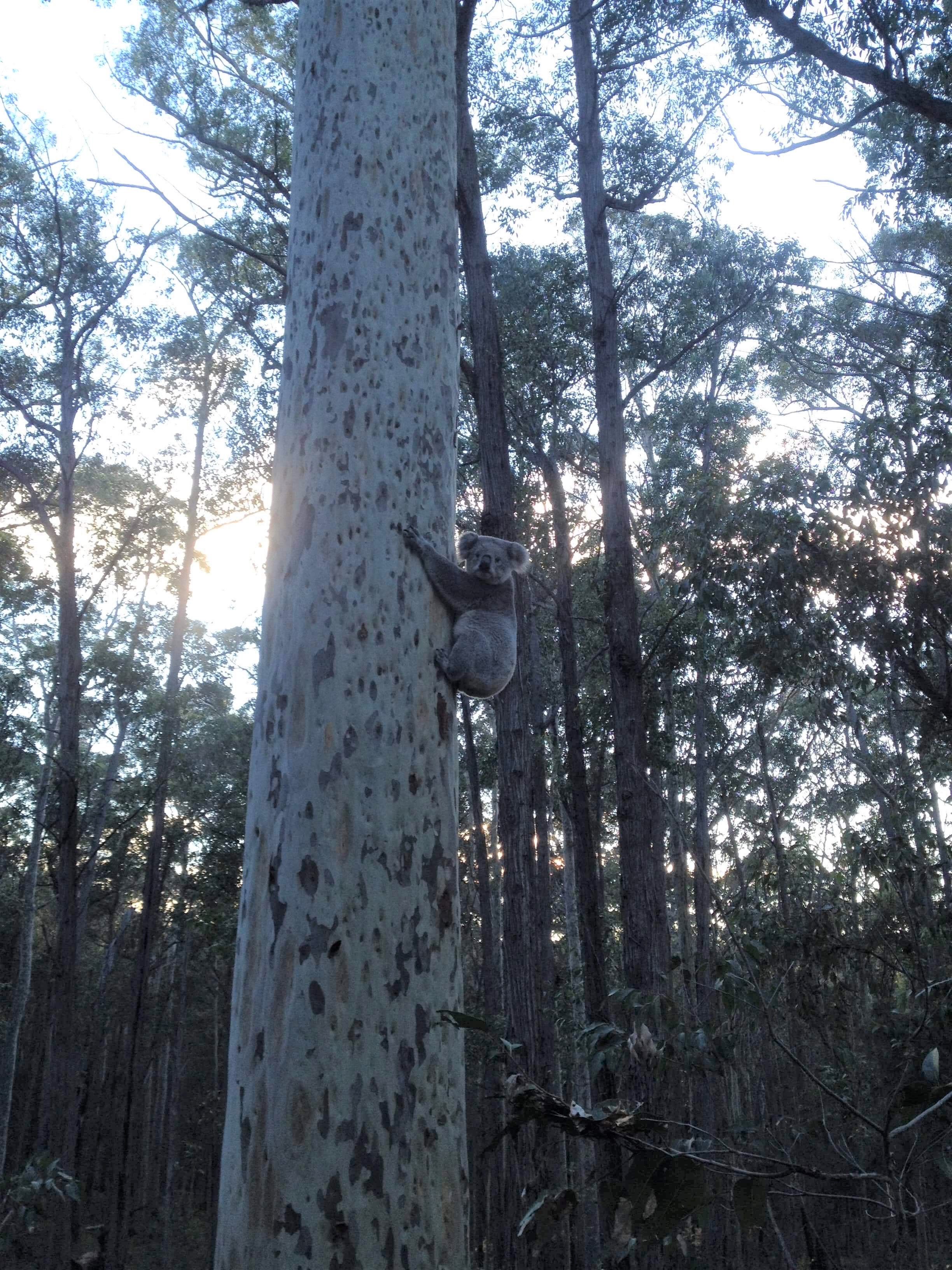 Koala in Murrah Flora Reserve